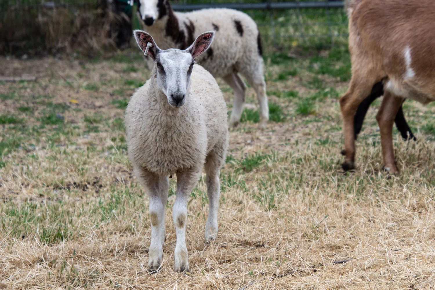Lambs Getting Big — Meridian Jacobs